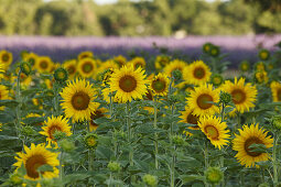 sunflower field, sunflowers, lavender field, lavender, high plateau of Valensole, Plateau de Valensole, near Valensole, Alpes-de-Haute-Provence, Provence, France, Europe
