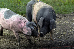 Weideschweine in artgerechter Haltung suhlen sich im Schlamm auf einer Weide. Die Rasse nennt sich  Schwäbisch-Hällisches Landschwein. Germering, Bayern, Deutschland