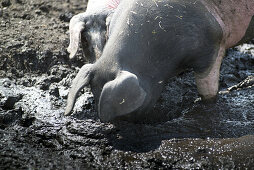 Weideschweine in artgerechter Haltung suhlen sich im Schlamm auf einer Weide. Die Rasse nennt sich  Schwäbisch-Hällisches Landschwein. Germering, Bayern, Deutschland