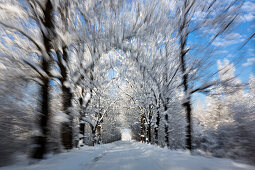 Alley in snow, winterscenery near Benediktbeuern, Upper Bavaria, Germany