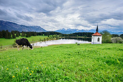 Cow standing near chapel above lake with view towards Tannheim Mountains, lake Forggensee, Ammergau Alps, Allgaeu, Swabia, Bavaria, Germany