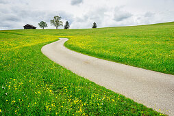 Street leading through meadow with flowers towards hay shed, Allgaeu, Swabia, Bavaria, Germany