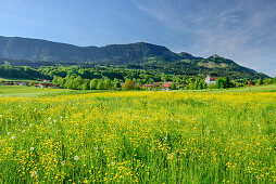 Blumenwiese vor Grainbach mit Hochries, Karkopf und Feuchteck, Grainbach, Samerberg, Chiemgauer Alpen, Oberbayern, Bayern, Deutschland