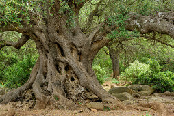 Holm oak, National Park of the Bay of Orosei and Gennargentu, Sardinia, Italy