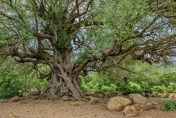 Holm oak, National Park of the Bay of Orosei and Gennargentu, Sardinia, Italy