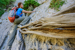 Frau klettert über Wacholderäste, Selvaggio Blu, Nationalpark Golfo di Orosei e del Gennargentu, Sardinien, Italien