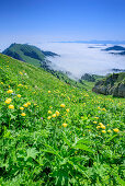 Meadow with globeflowers, Allgaeu Alps and valley fog in background, Hochgrat, Nagelfluh range, Allgaeu Alps, Allgaeu, Svabia, Bavaria, Germany