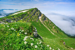 Meadow with flowers at Rindalphorn, Nagelfluh range, Allgaeu Alps, Allgaeu, Svabia, Bavaria, Germany