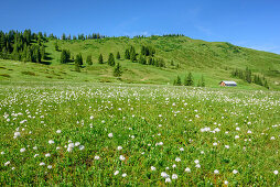 Piesenkopf mit Alm und Wiese mit Wollgras im Vordergrund, Piesenkopf, Balderschwanger Tal, Allgäuer Alpen, Allgäu, Schwaben, Bayern, Deutschland