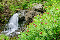 River with king's crown in foreground, Rhodiola rosea, valley of Fassa, Rosengarten, UNESCO world heritage Dolomites, Dolomites, Trentino, Italy