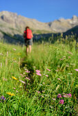 Meadow with flowers with woman hiking in background out of focus, valley Fundaistal, Lechtal Alps, Tyrol, Austria