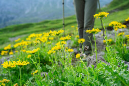 Gelb blühende Gämswurzen mit Person beim Wandern unscharf im Hintergrund, Lechtaler Alpen, Tirol, Österreich