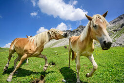 Pferde in schneller Bewegung auf Gebirgswiese, Lechtaler Alpen, Tirol, Österreich