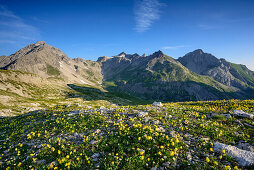 Karge Gebirgsvegetation mit Vorderseespitze, Feuerspitze und Fallenbacherspitze im Hintergrund, Lechtaler Alpen, Tirol, Österreich
