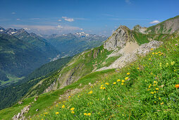Meadow with flowers in front of Malatschkopf, Lechtal Alps, Tyrol, Austria