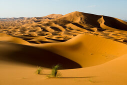Sanddünen bei Merzouga, Erg Chebbi, Sahara, Marokko, Afrika