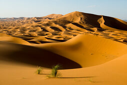 sand dunes, near Merzouga, Erg Chebbi, Sahara Desert, Morocco, Africa