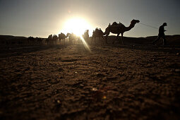 Dromedary train in the desert, Negev, Israel