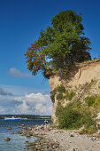 Steep coast at Reddevitzer Hoeft, Moenchgut, Ruegen, Mecklenburg Western Pomerania, Germany