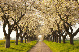 Alley of cherry trees, Wendland region, Lower Saxony, Germany