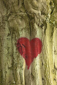 Painted heart at the bark of a beech tree, Ruegen island, Mecklenburg-West Pomerania, Germany