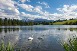 Swans, view over Schwaltenweiher near Seeg to Tannheimer mountains, Allgaeu, Bavaria, Germany