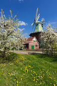 Blühende Obstbäume vor der Windmühle, bei Twielenfleth, Altes Land, Niedersachsen, Deutschland