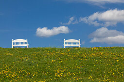 Dandelion and bench at the dyke, near Twielenfleth, Altes Land, Lower Saxony, Germany