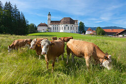 Grazing cattle in front of the Wieskirche, Steingaden, Pfaffenwinkel, Bavaria, Germany