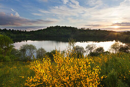 Gorse at Weinfelder Maar (Totenmaar), near Daun, Eifelsteig hiking trail, Vulkaneifel, Eifel, Rhineland-Palatinate, Germany