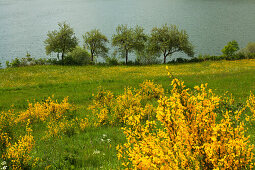 Gorse at Meerfelder Maar, Vulkaneifel, Eifel, Rhineland-Palatinate, Germany