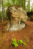 Teufelsschlucht, Naturpark Südeifel, Eifel, Rheinland-Pfalz, Deutschland