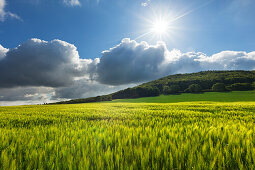 Grainfield, near Mayen, Eifel, Rhineland-Palatinate, Germany