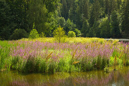 Saale-Ufer am Schloss Burgk, Naturpark Thüringer Schiefergebirge / Obere Saale, Thüringen, Deutschland