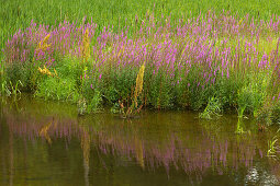 Saale-Ufer am Schloss Burgk, Naturpark Thüringer Schiefergebirge / Obere Saale, Thüringen, Deutschland