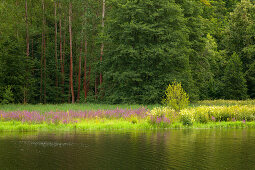 Saale-Ufer am Schloss Burgk, Naturpark Thüringer Schiefergebirge / Obere Saale, Thüringen, Deutschland