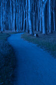 Gespensterwald, ein Buchenwald direkt an der Küste der Ostsee, in der Nacht, Nienhäger Holz, Nienhagen, Landkreis Rostock, Mecklenburg Vorpommern, Deutschland
