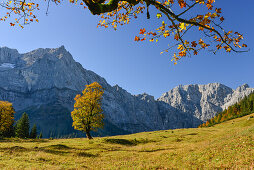 Herbstlich gefärbeter Ahornbaum und Lärchen auf Engalm mit Blick auf Laliderer Wände, Großer Ahornboden, Hinterriß, Engtal, Nördliche Kalkalpen, Karwendel Gebirge, Tirol, Österreich, Alpen, Europa