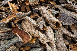 Cork from a tree, Alentejo, Portugal