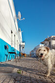 Hunde vor einem Haus, Fischerort Fuzeta, Olhao, Algarve, Portugal