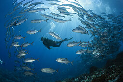 Diver and Shoal of Bigeye Trevally, Caranx sexfasciatus, Mary Island, Solomon Islands