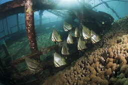 Schwarm Langflossen-Fledermausfische an kleinem Wrack, Platax teira, Florida Islands, Salomonen