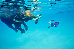 Schwimmender Elefant Rajan, Taucher der Barefoot Scuba Tauchschule begleiten ihn, am Beach No. 7, Havelock Island, Andaman Islands, Union Territory, India