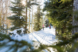 Women skiing in a winter forest, cross-country ski run, MR, Holzhau, Saxony, Germany