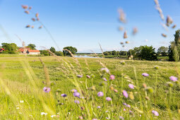 Blumenwiese und Gräser entlang der Elbe, Elbwiesen, Sommer, Naturschutzgebiet, Familienfahrradtour an der Elbe von Torgau nach Riesa, Sachsen, Deutschland, Europa