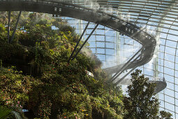 Conservatory, rain forest, Cloud Forest, Cloud Walk, Gardens by the Bay, themed gardens, glass, architecture, Singapore, Asia