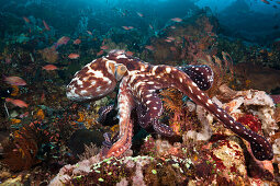 Day Octopus, Octopus cyanea, Komodo National Park, Indonesia