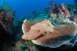 Beauforts Crocodilefish, Cymbacephalus beauforti, Komodo National Park, Indonesia