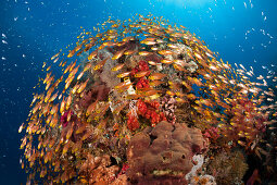 Glasfische in Korallenriff, Parapriacanthus ransonneti, Komodo Nationalpark, Indonesien