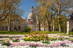 Brühlscher Garten in der Altstadt von Dresden mit Frauenkirche, Albertinum und blühendem Blumen im Vordergrund, Sachsen, Deutschland